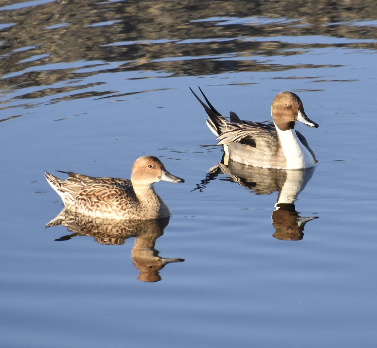 オナガガモ - ML647909417