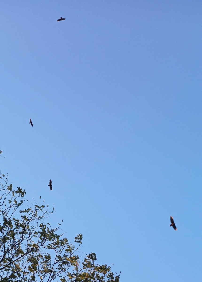 ヒメコンドル - ML647909422