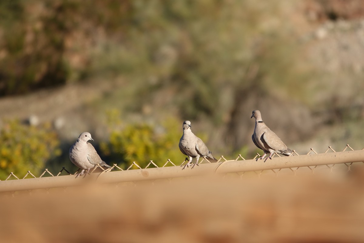 シラコバト - ML647909423