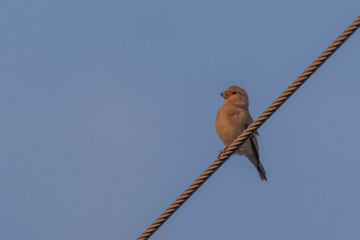 ハシグロナキマシコ - ML647909425