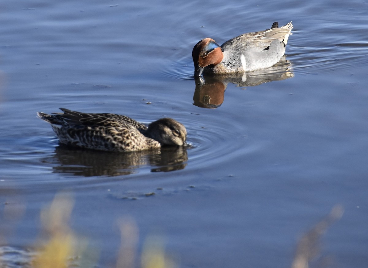 コガモ - ML647909427