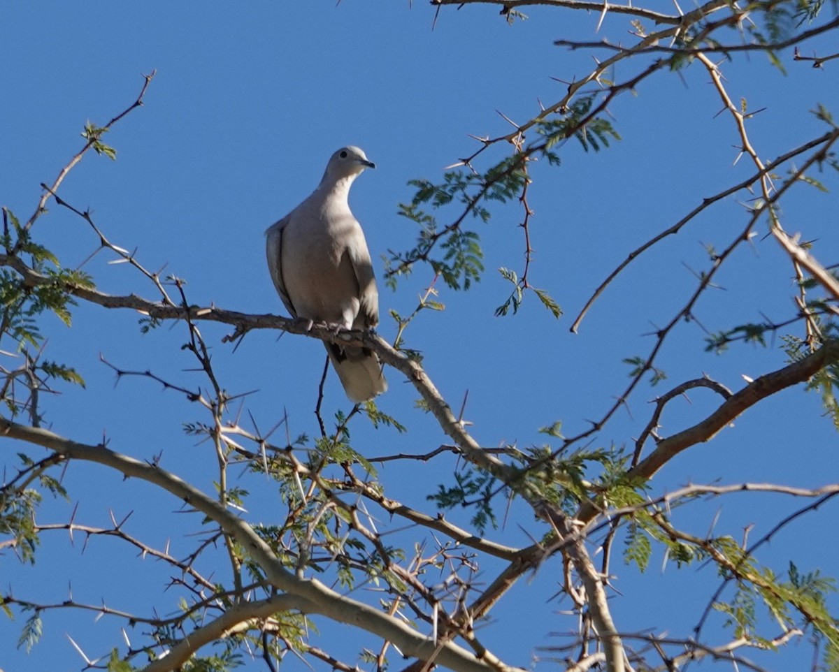 シラコバト - ML647909428