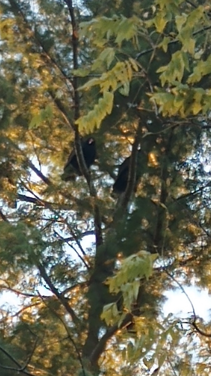 ヒメコンドル - ML647909429