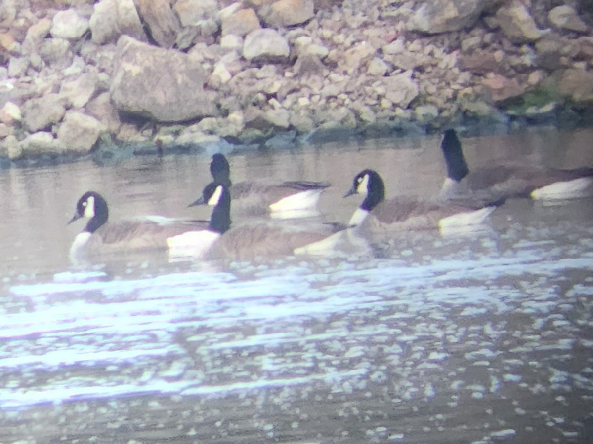 Barnacla Canadiense Grande - ML647909497