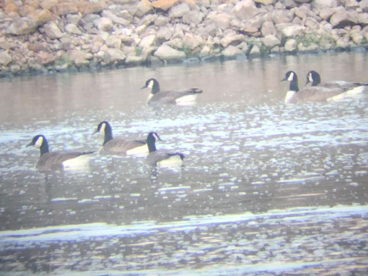 Barnacla Canadiense Grande - ML647909498