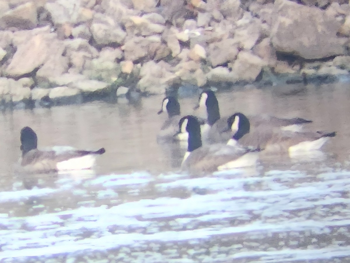 Barnacla Canadiense Grande - ML647909499