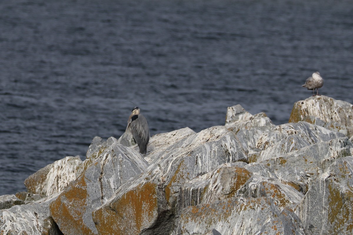 Great Blue Heron - ML647909526