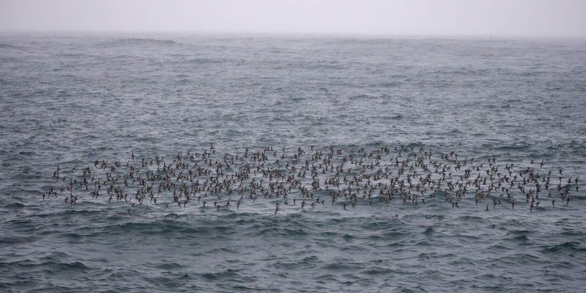 Dunlin - ML647909611