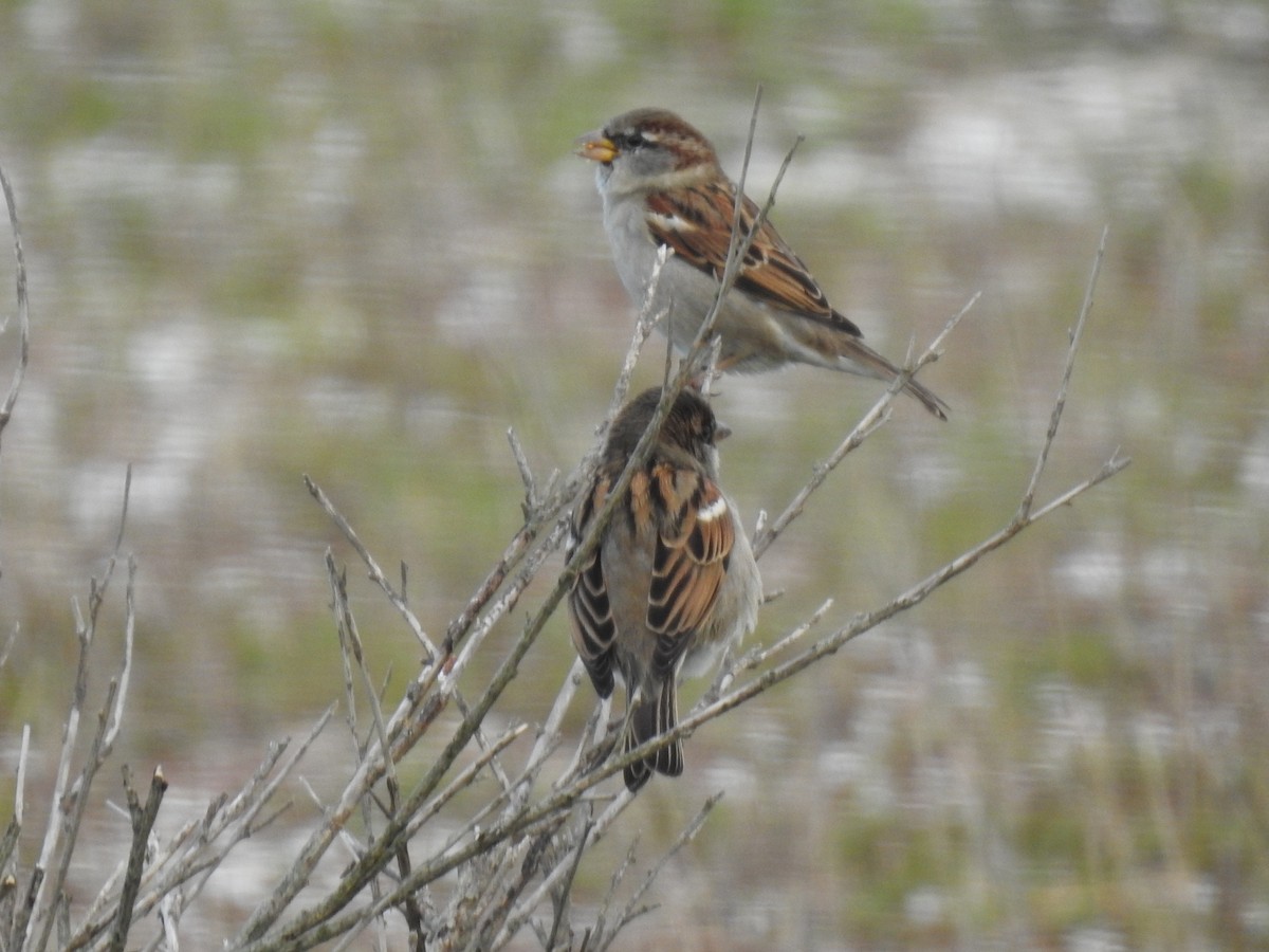 House Sparrow - ML647909626