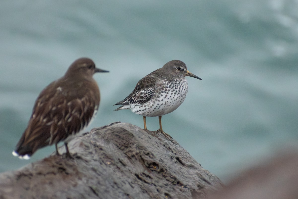 Rock Sandpiper - ML647909776