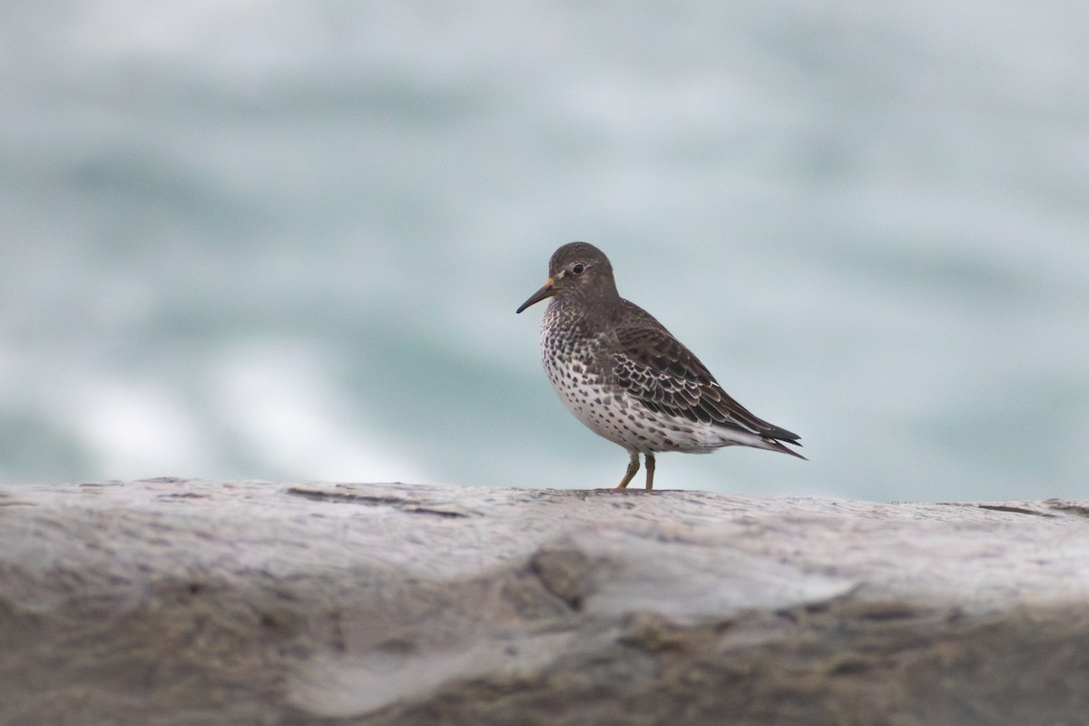 Rock Sandpiper - ML647909827
