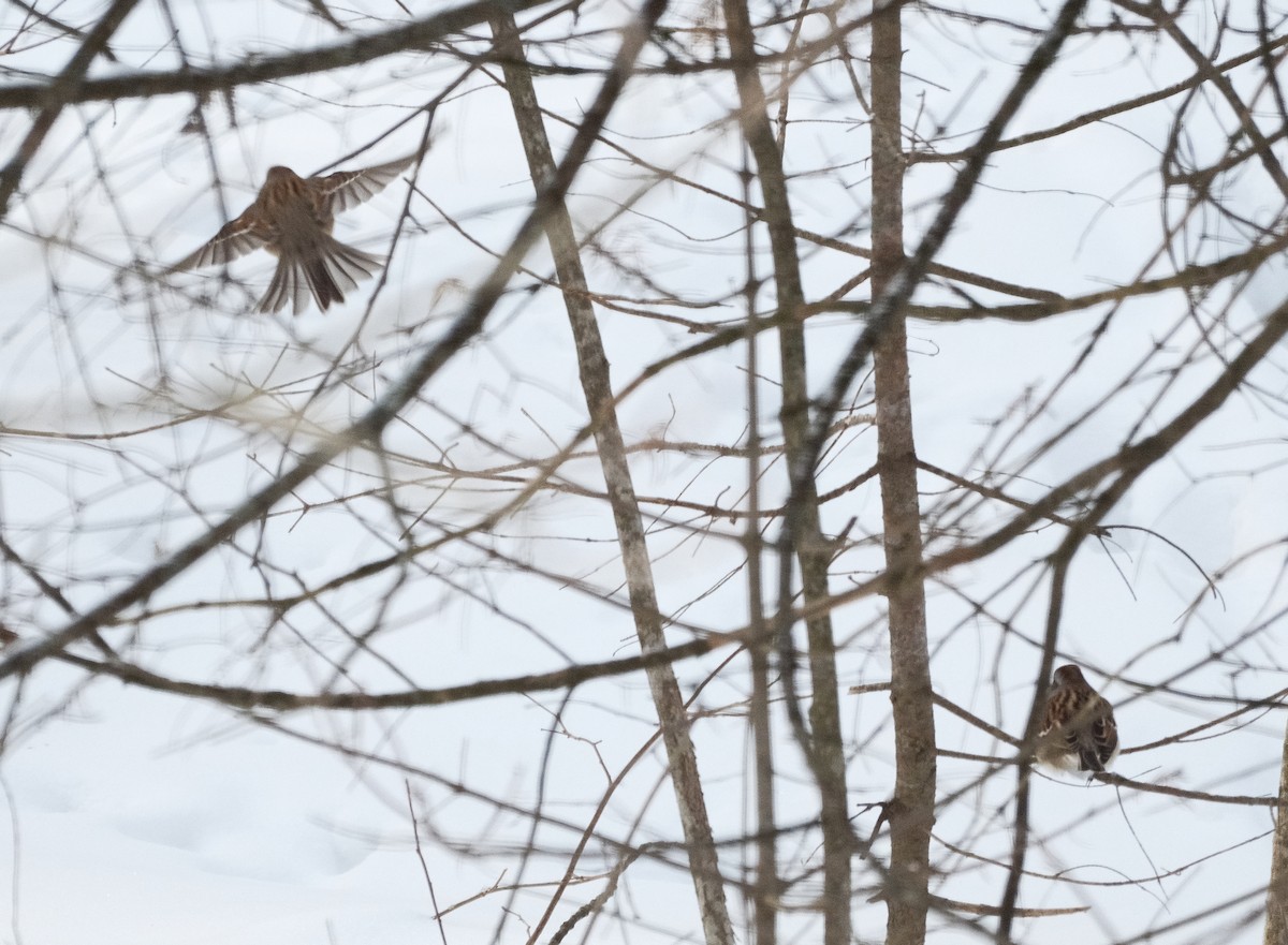American Tree Sparrow - ML647909830