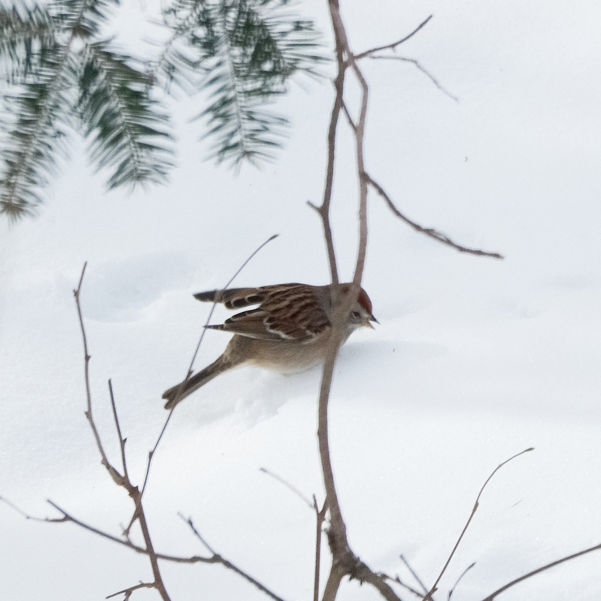 American Tree Sparrow - ML647909831