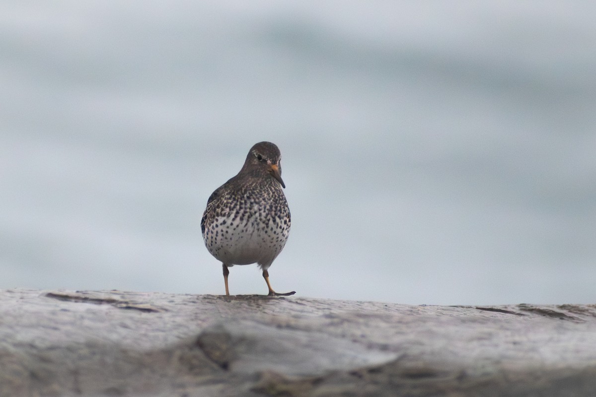 Rock Sandpiper - ML647909845
