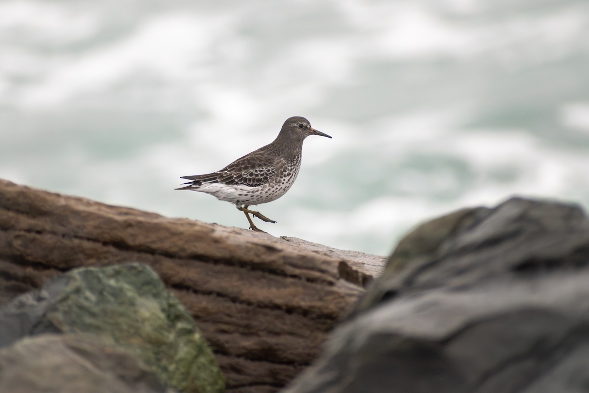 Rock Sandpiper - ML647909849