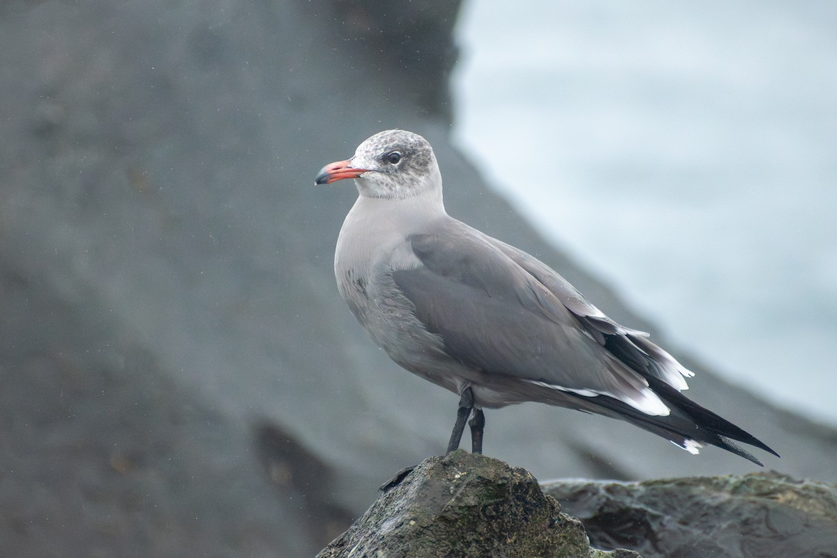 Heermann's Gull - ML647909874