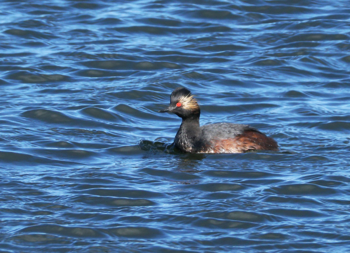 Eared Grebe - ML647909877