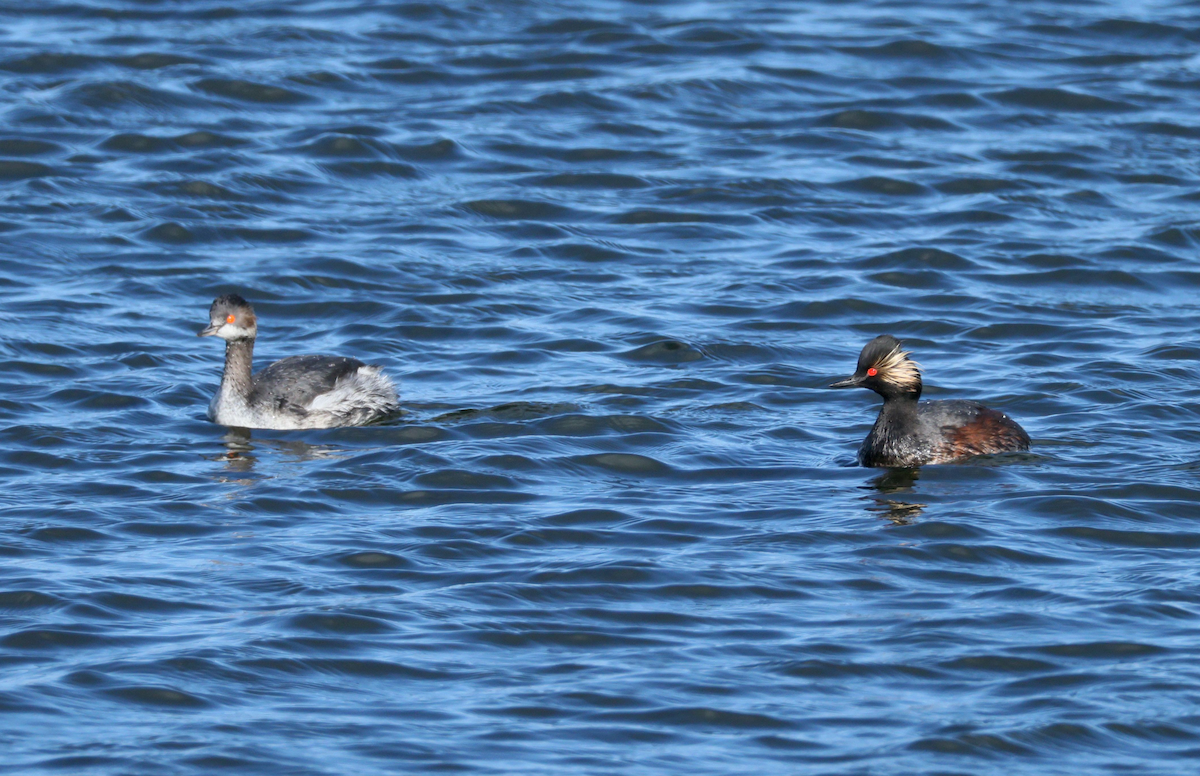 Eared Grebe - ML647909878