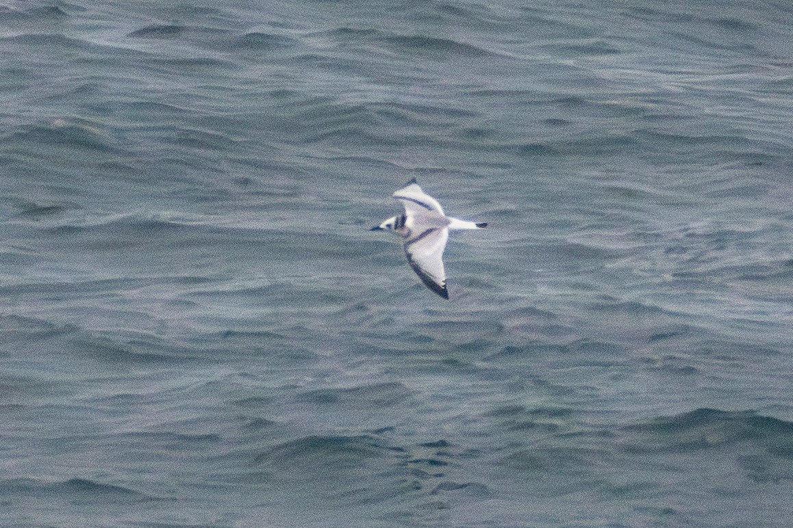 krykkje - ML647909884