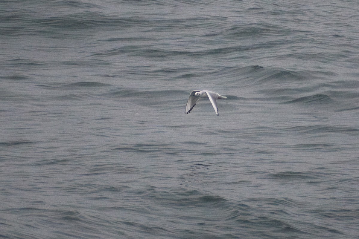 Bonaparte's Gull - ML647909893