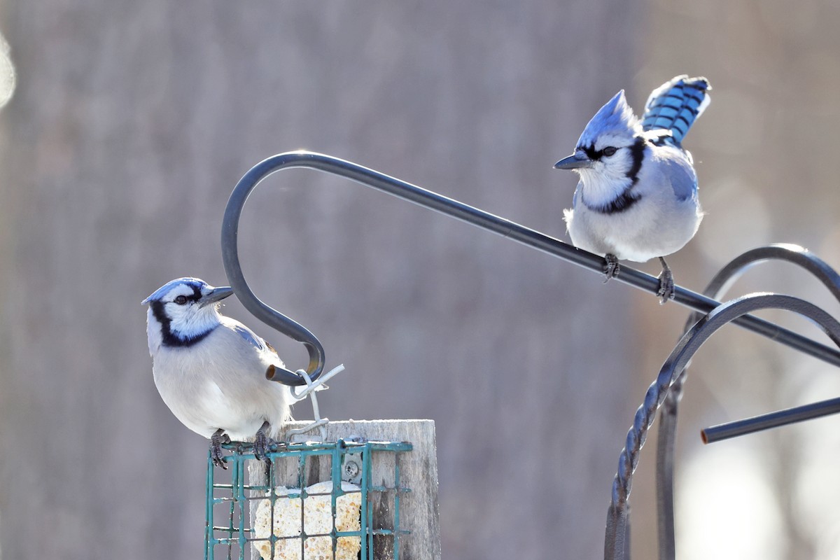 Blue Jay - ML647909908