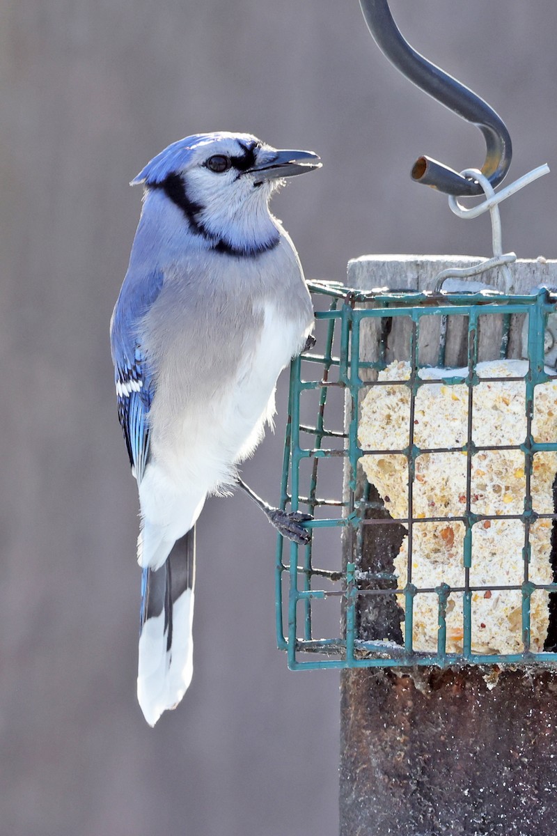 Blue Jay - ML647909909