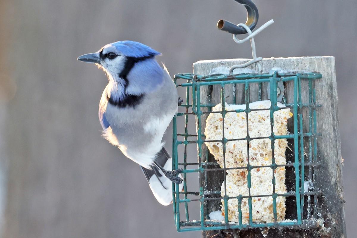 Blue Jay - ML647909910