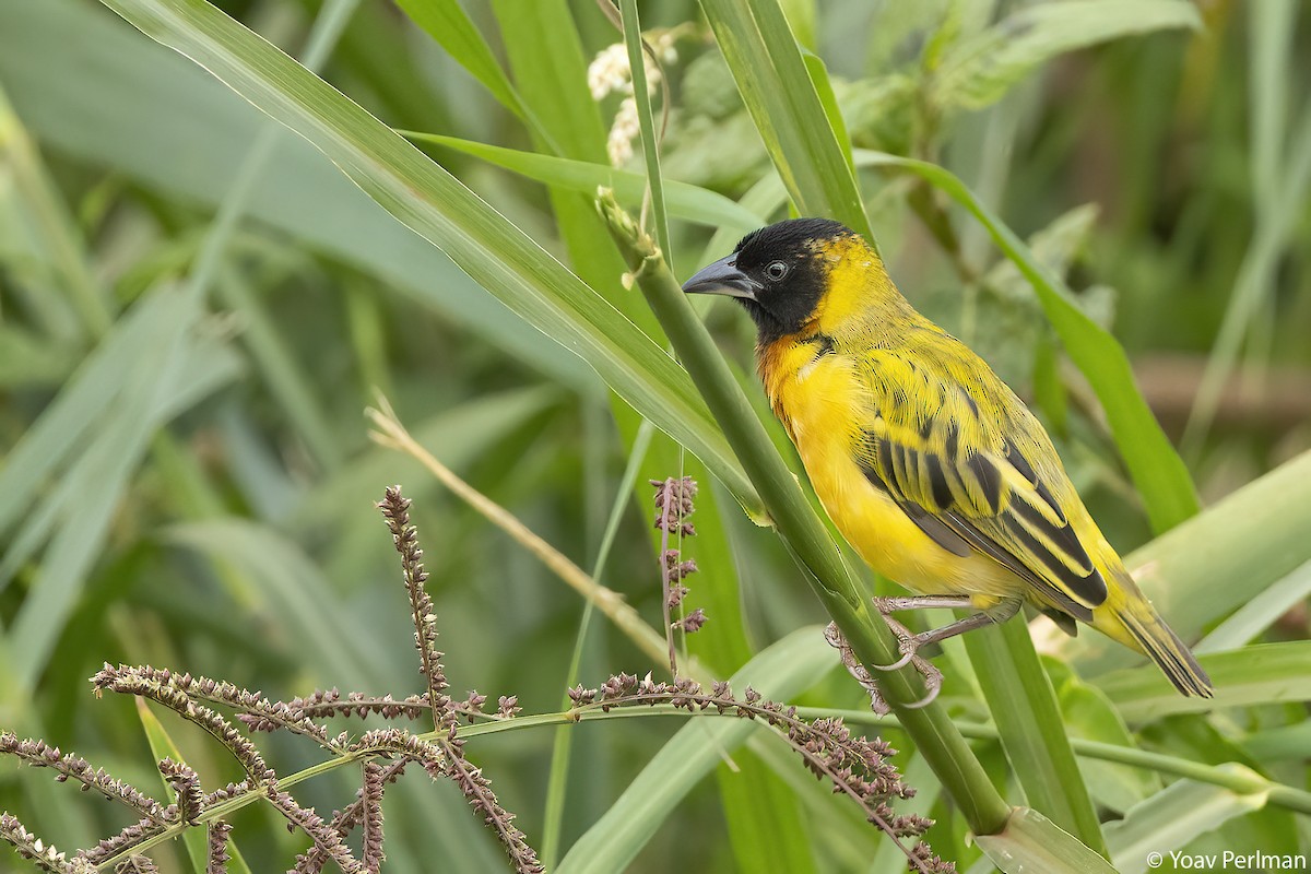 Black-headed Weaver - ML647909925
