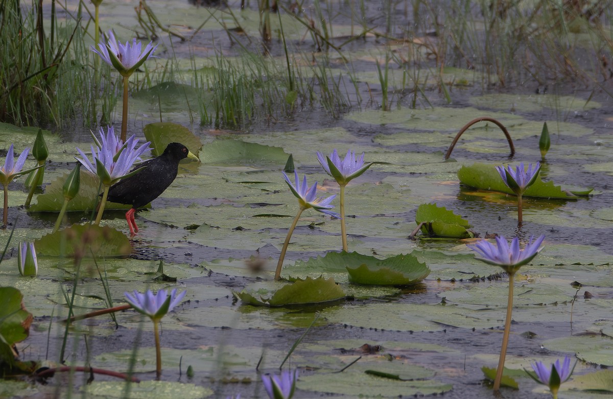 Black Crake - ML647909927