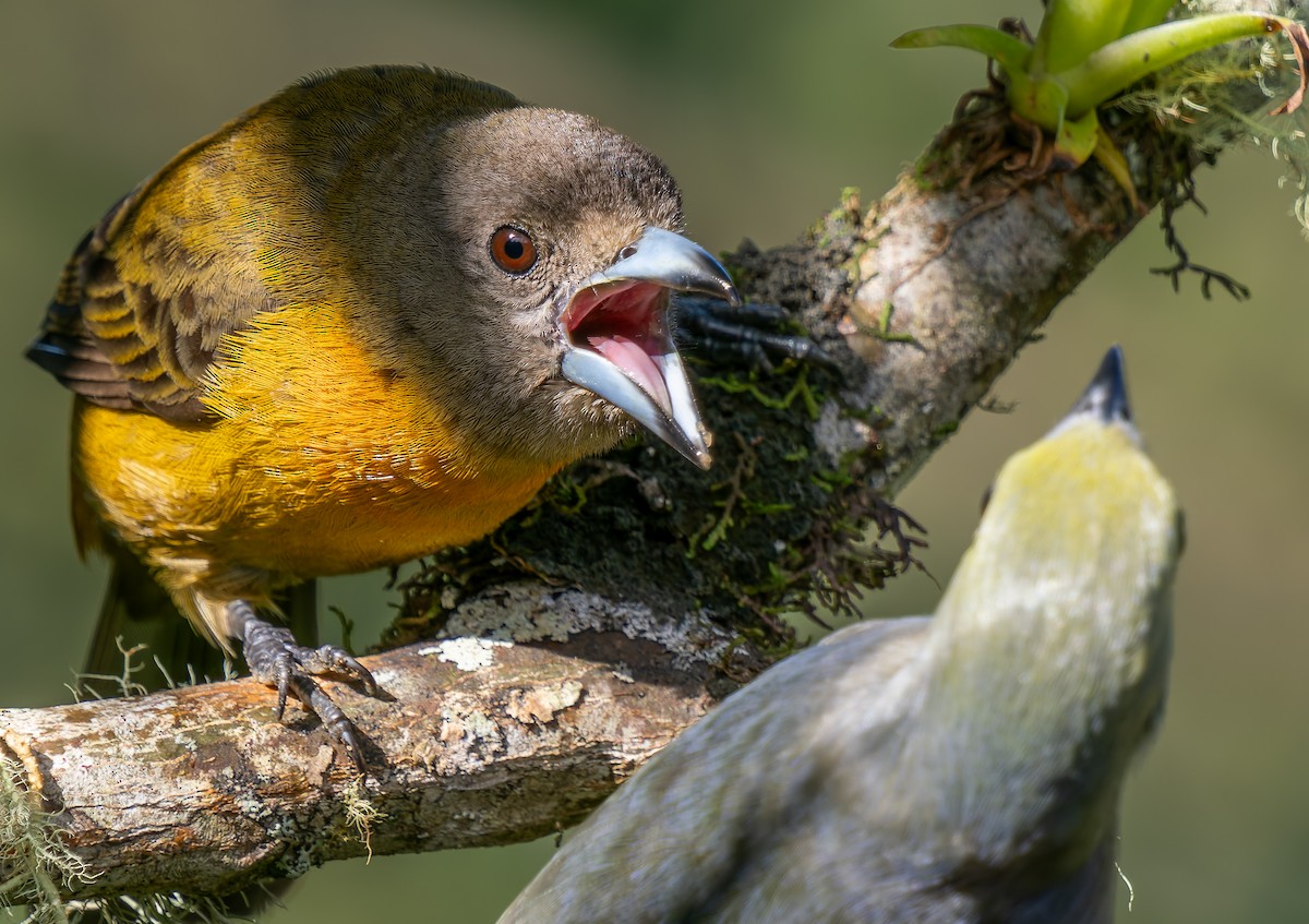 Scarlet-rumped Tanager - ML647909928