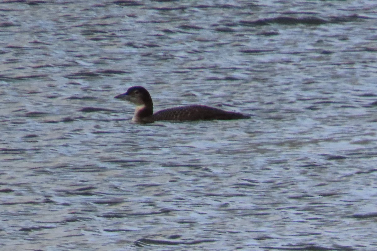Common Loon - ML647909929