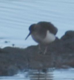 Common Sandpiper - ML647909930