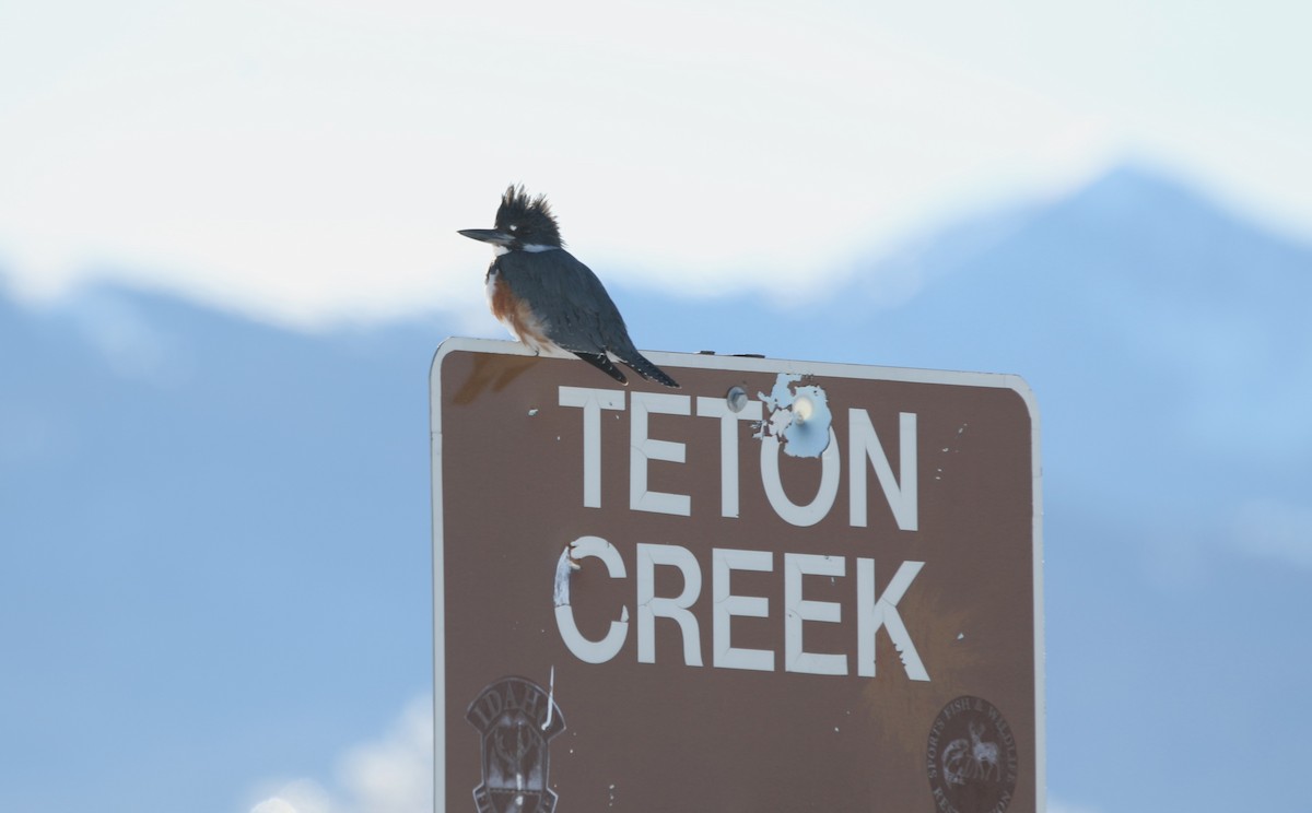Belted Kingfisher - ML647909931