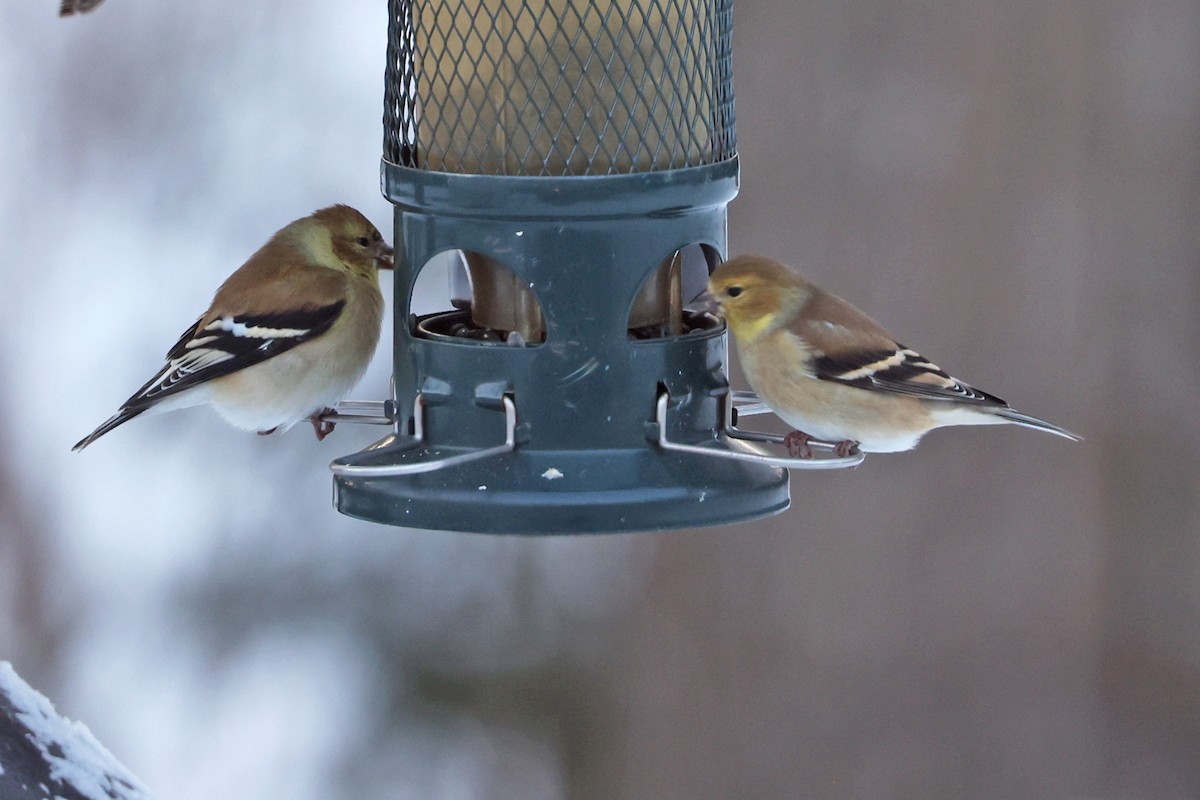 American Goldfinch - ML647909933