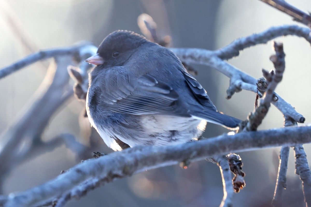 Dark-eyed Junco - ML647909935