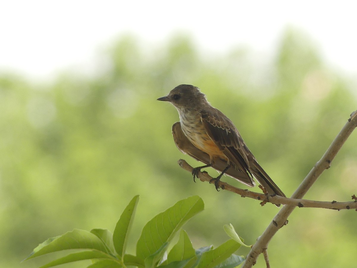 Vermilion Flycatcher - ML647909936