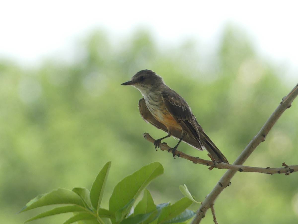 Vermilion Flycatcher - ML647909937