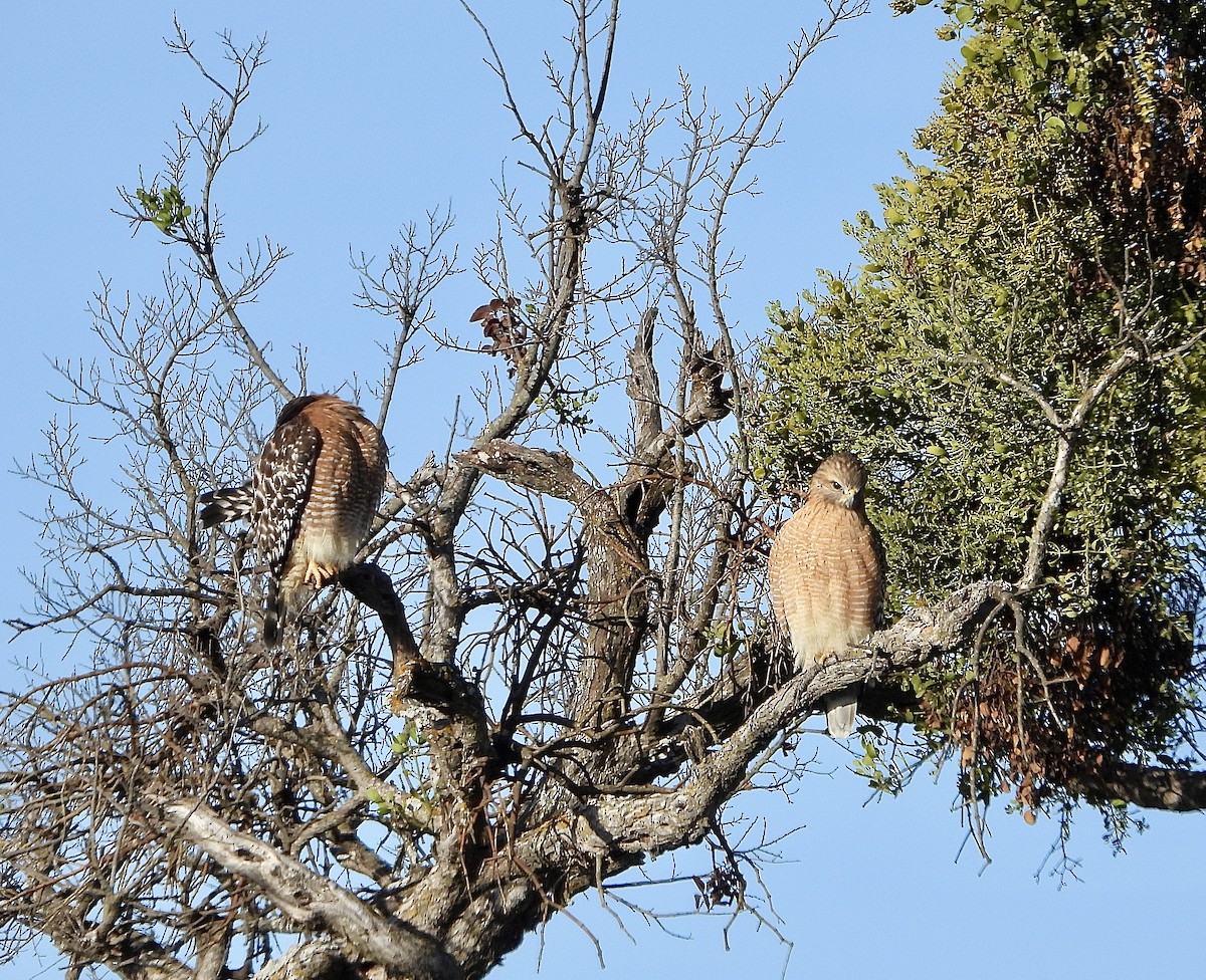 Red-shouldered Hawk - ML647909938