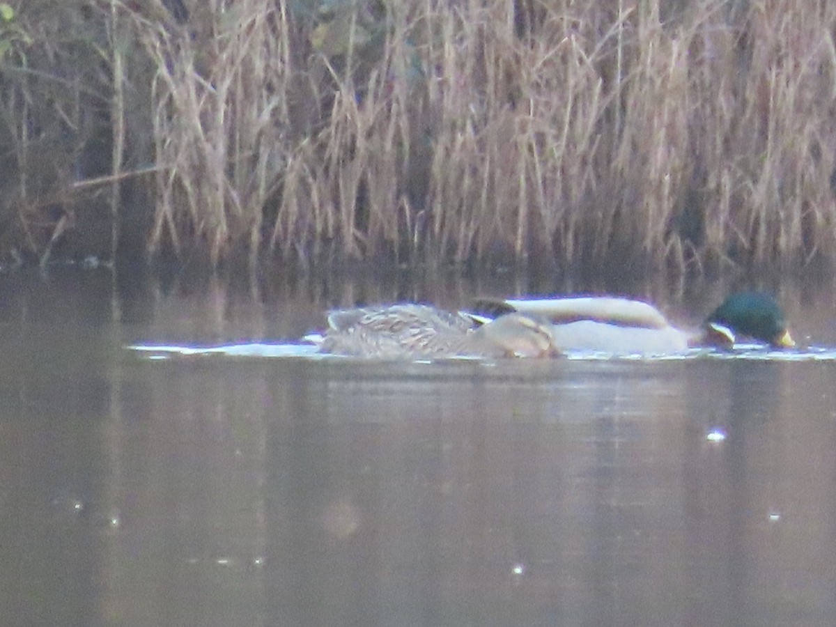 Mallard - ML647909942