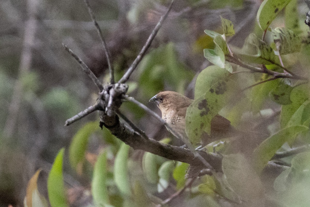 Scaly-breasted Munia - ML647909944
