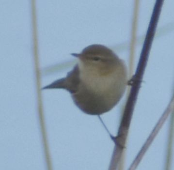 Common Chiffchaff - ML647909946