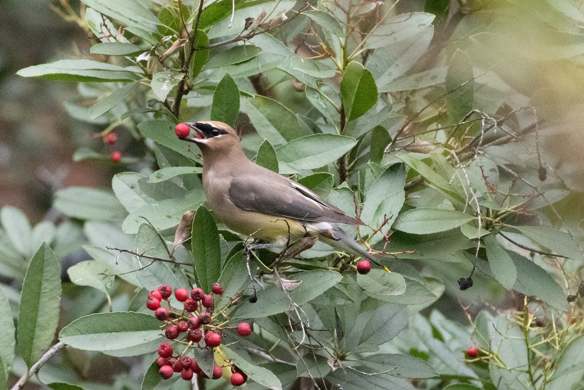 Cedar Waxwing - ML647909947