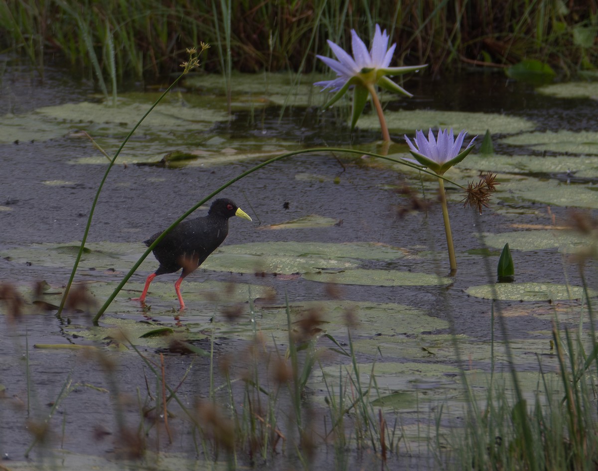 Black Crake - ML647909953