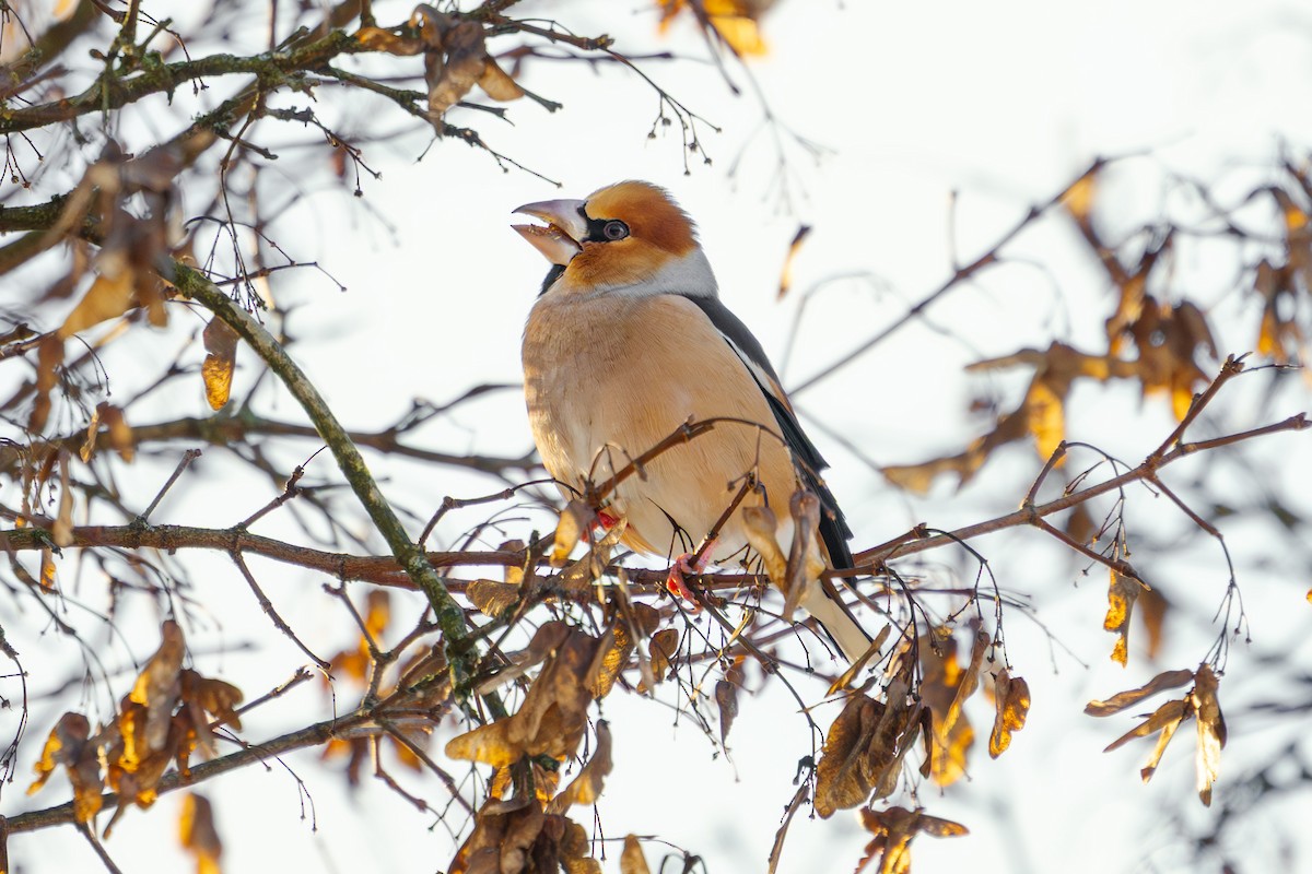 Hawfinch - ML647909954