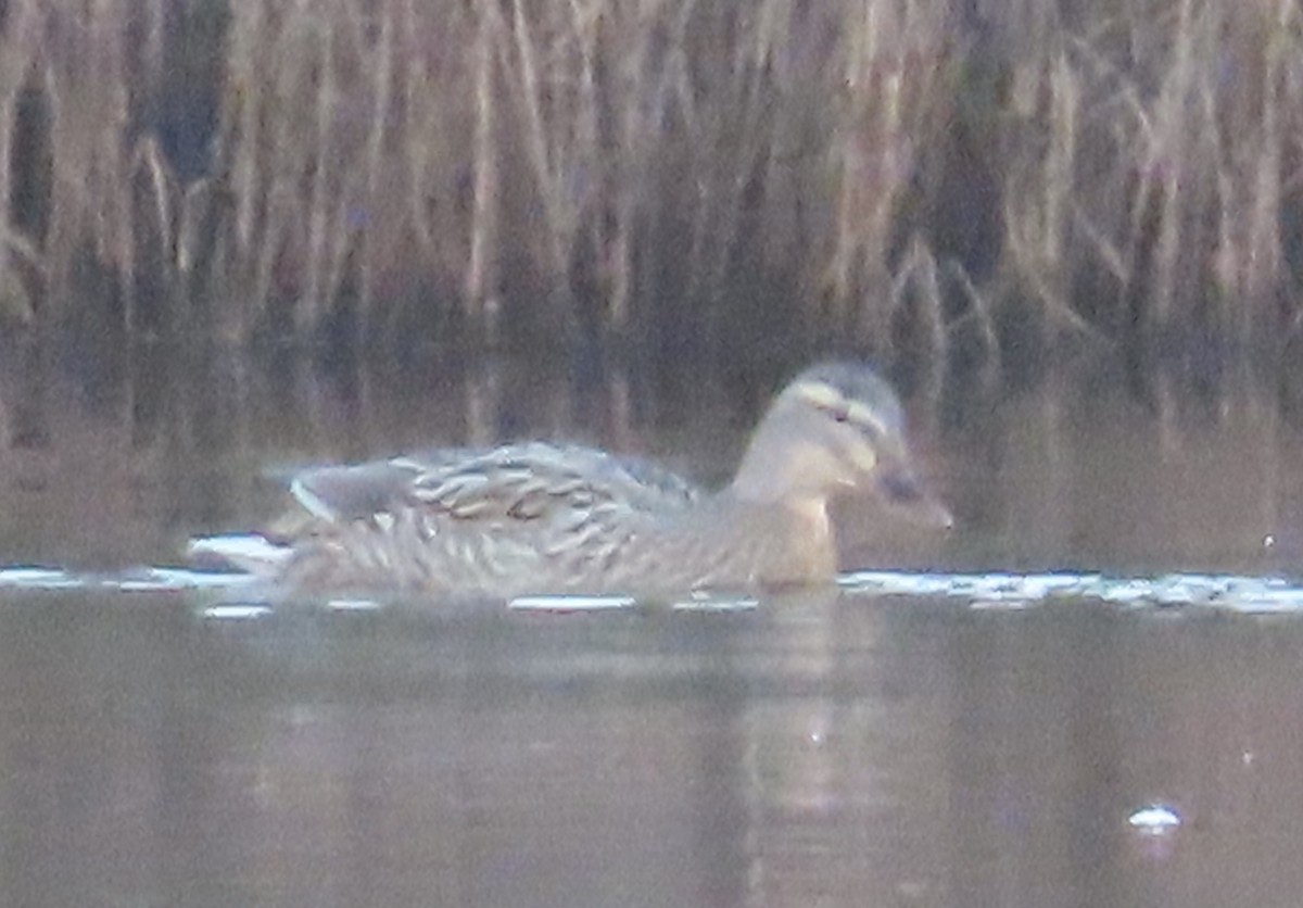 Mallard - ML647909955