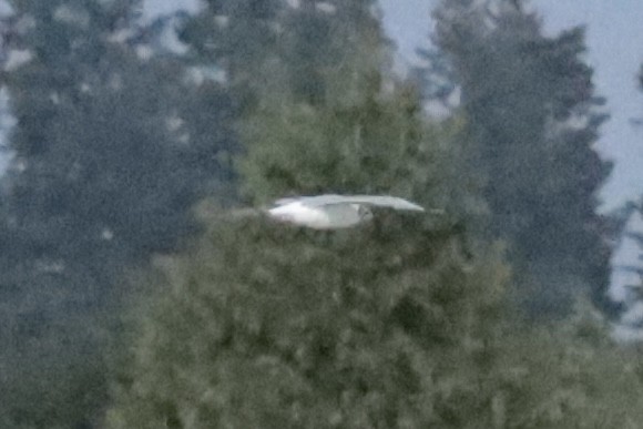 Bonaparte's Gull - ML647909956