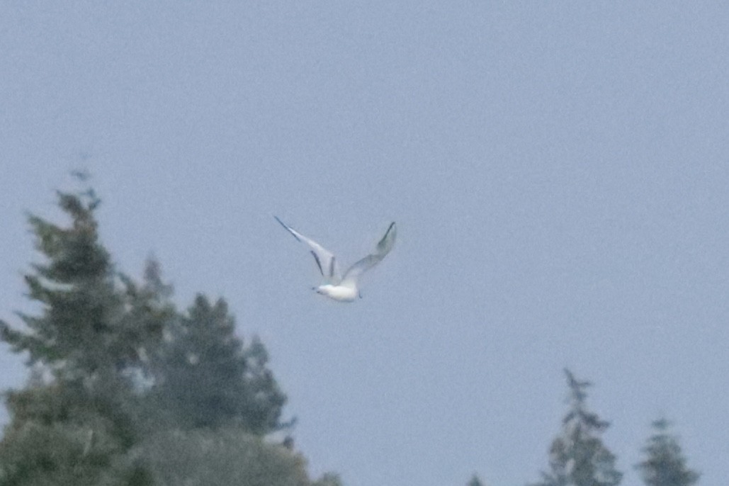 Bonaparte's Gull - ML647909957