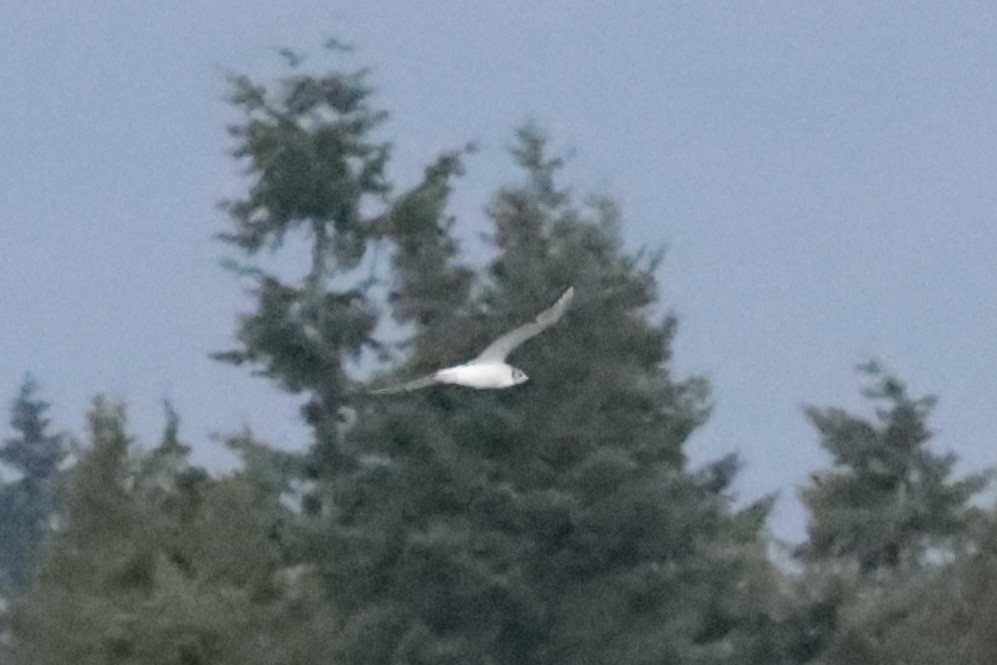 Bonaparte's Gull - ML647909958