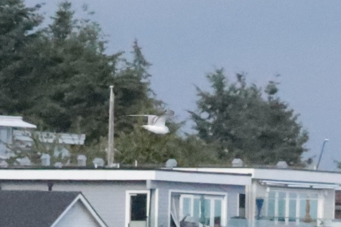 Bonaparte's Gull - ML647909960