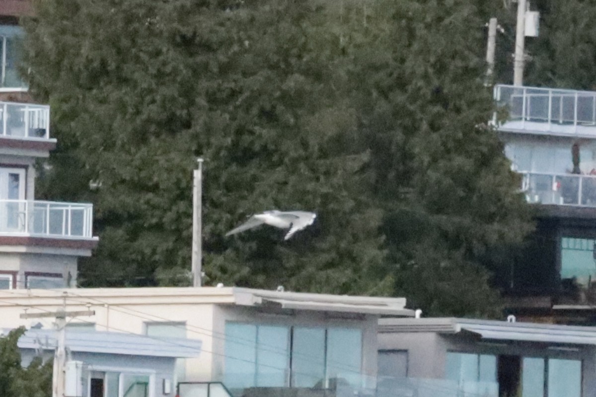 Bonaparte's Gull - ML647909961